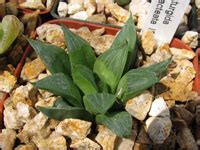 haworthia retusa On-line Guide to the positive identification of ...