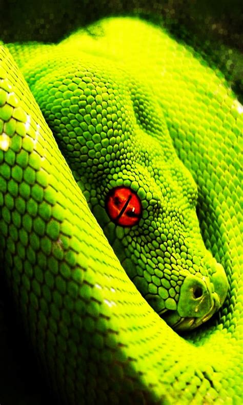 Viper Snake Eyes