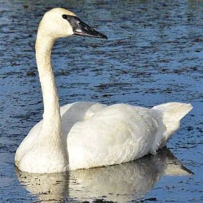 7 Swan Species & Swan Types (How to Identify) - Pond Informer