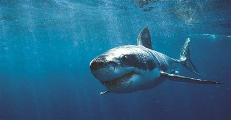 Deadly shark attacks in Australia: a timeline - Australian Geographic