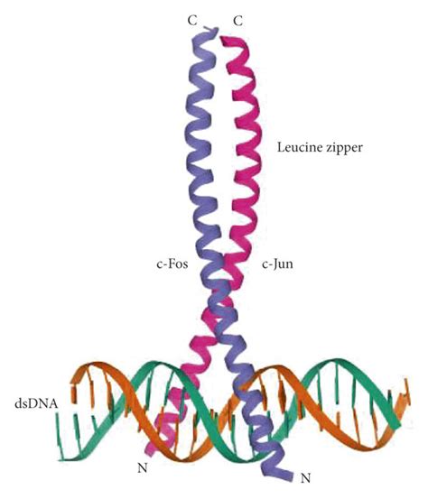 Structure of activator protein (AP)-1. The carboxy-terminal regions of... | Download Scientific ...