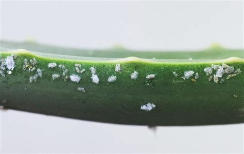 Mealybugs on plants | What should you do? - Houseplant Central