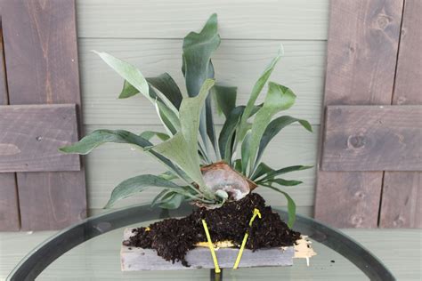 How To Feed Bananas to Staghorn Ferns | Hunker | Staghorn fern, Exotic plants, Plants