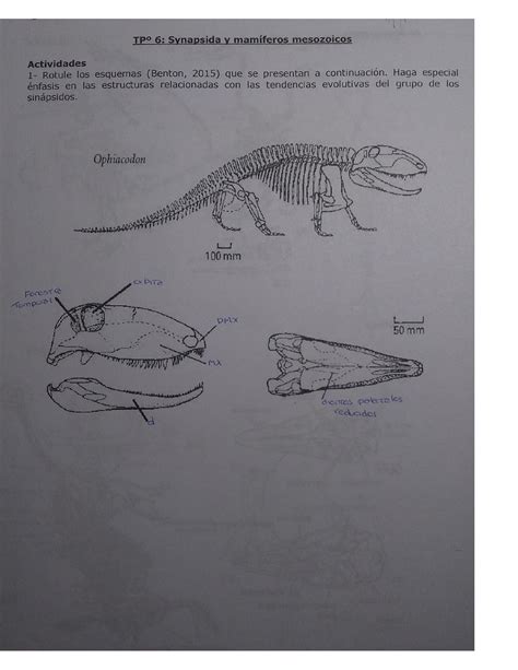 SOLUTION: Paleontología synapsida y mamíferos mesozoicos - Studypool