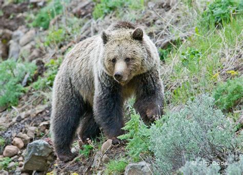 Grizzly Bear in Yellowstone National Park | The Enchanted Manor