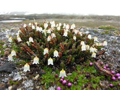 Gallery For > Arctic Tundra Plants Names | Arctic flowers, Plants, Arctic tundra