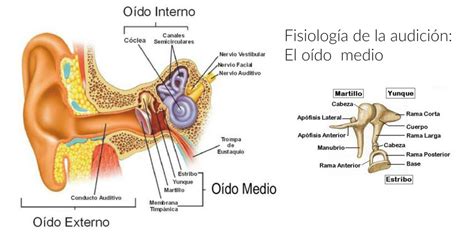 Estructura Del Oido Interno