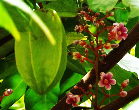 A star apple tree blooms and fruits for the first time | The Panama News