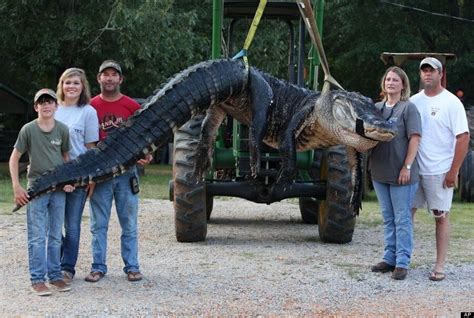 Stokes Family Catches 15-Foot, 1,000-Pound Alligator In Alabama (VIDEO ...