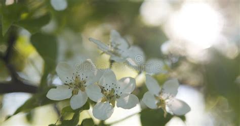 Apple Tree with White Flowers in a Garden Stock Image - Image of garden, freshness: 109685323