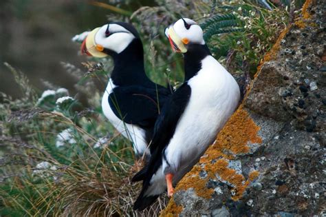 Horned Puffins at Lake Clark National Park image - Free stock photo ...