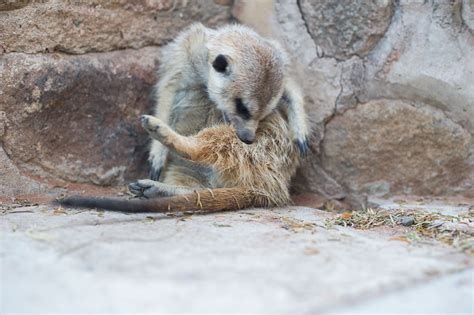 Meerkats as Household Pets, The Boardr