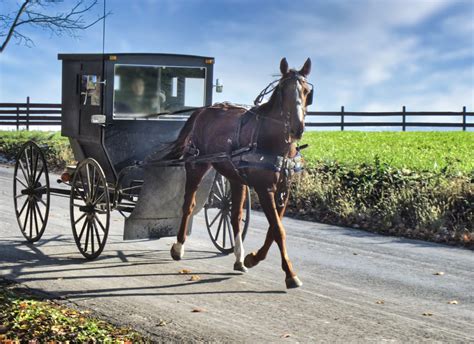 Amish Horse And Buggy Free Stock Photo - Public Domain Pictures