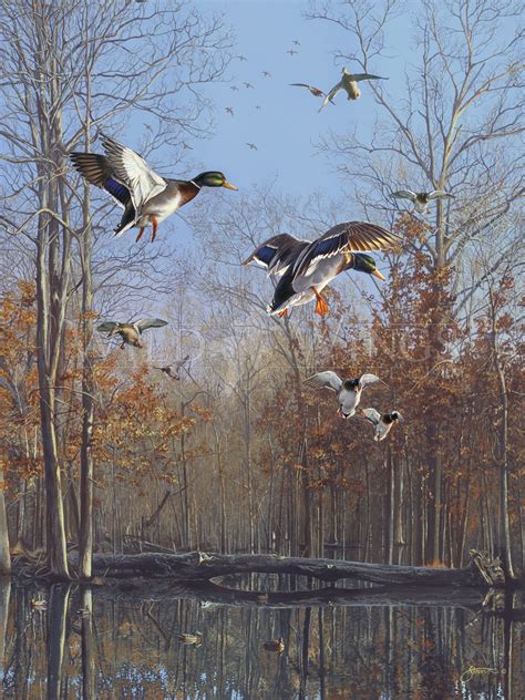 Green Timber—Mallards in 2022 | Waterfowl art, Duck art, Hunting art