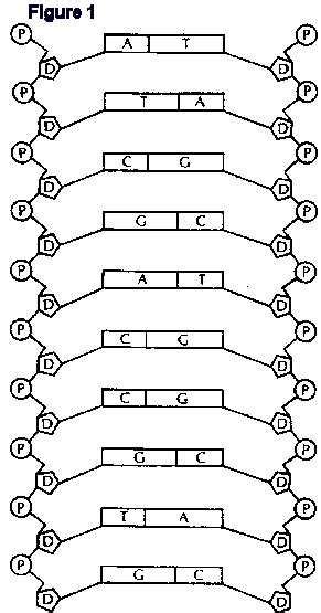 Dna Model Worksheet Pdf