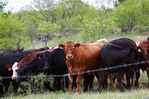 Cattle Tag No. 27 Photograph by Toni Hopper - Fine Art America