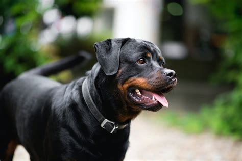 8 Most Dangerous Dog Breeds - Animals Around The Globe