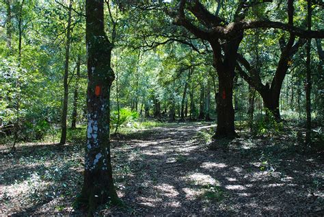 Withlacoochee River Park | Florida Hikes!