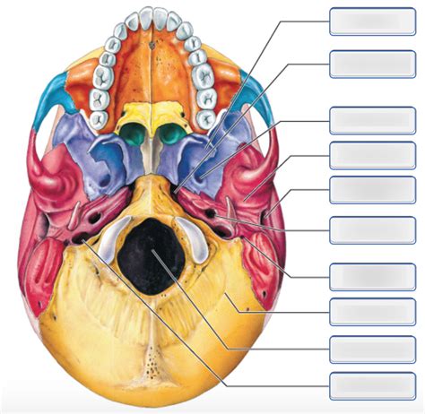 Human Skull Anatomy Inferior View