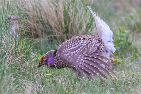 Feathers on Friday - Sharp-tailed Grouse Lek - Bird Boy