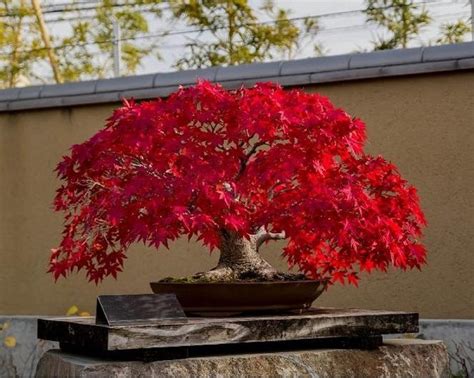 Buy Beautiful Imported Japanese Red Maple Bonsai Tree Seeds Online ...