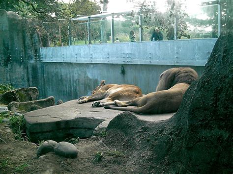 San Francisco Zoo Animals