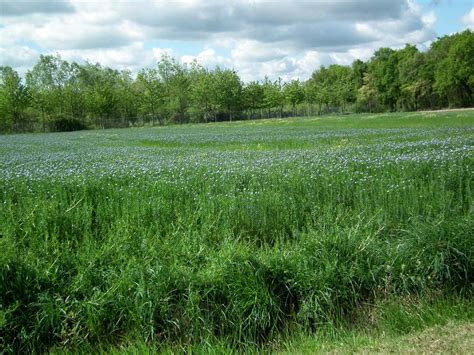 Days on the Claise: Flax Cultivation in the Touraine