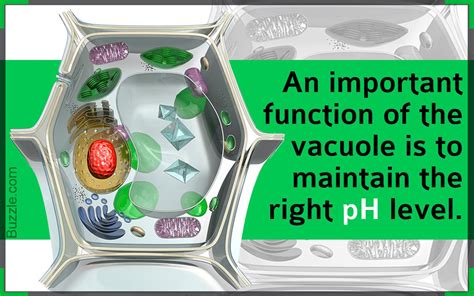 What Is The Function Of A Vacuole - slideshare