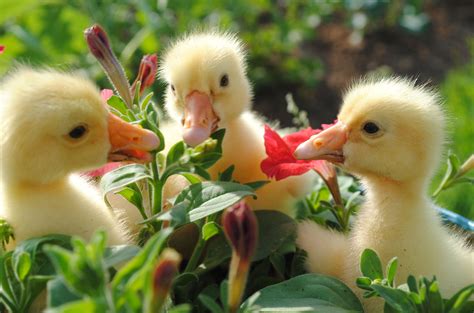 Charming Ducklings: A 4K Ultra HD Wallpaper