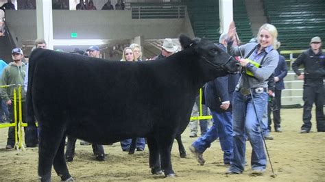 NWSS 2017: Junior Angus Heifer Show - YouTube