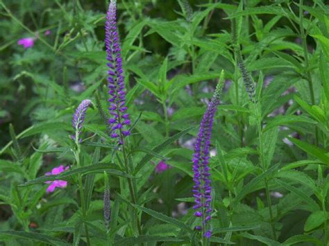 PlantFiles Pictures: Veronica Species, Spiked Speedwell (Veronica ...