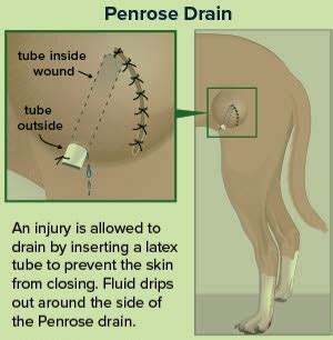 What is tetanus or lockjaw? - Smart Pet Care Hub