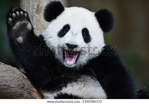 123,042 Panda Bear Images, Stock Photos & Vectors | Shutterstock