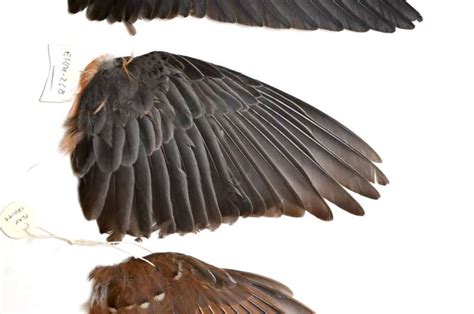 Wing shape determines how far birds disperse - Phys.org | Jawawuts