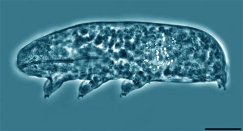 Two New Species of Glacier Tardigrades Discovered in New Zealand | Sci.News