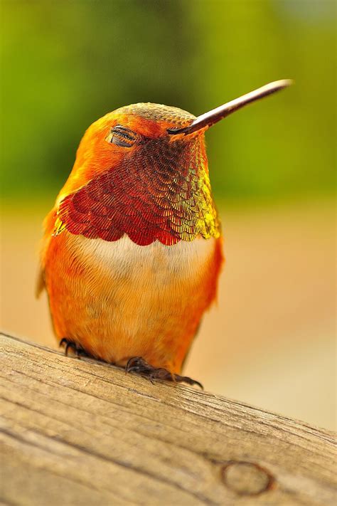 20 Pictures Of Hummingbirds Show These Birds Are Beautiful As they Are Mysterious