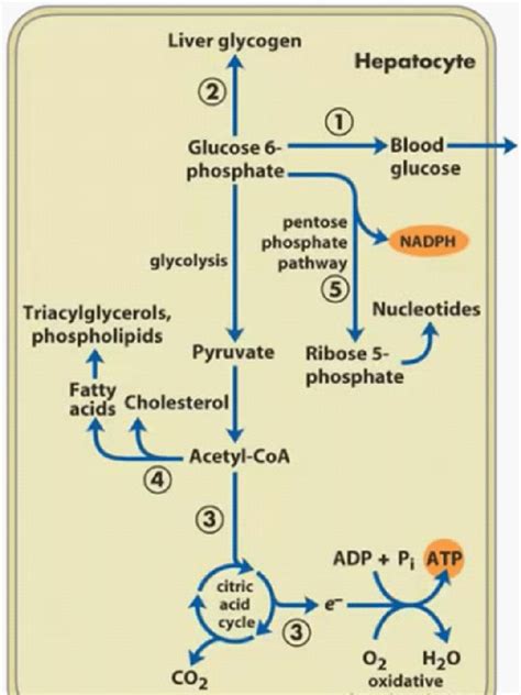 Glucose Metabolism Pathway