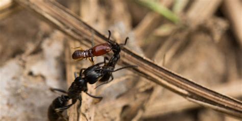 In this ant species, 21% of the colony has major injuries from war ...