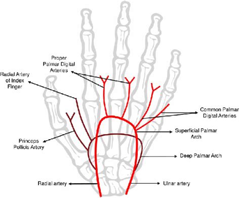 Representative image from superficial and deep palmar arch anatomy. The... | Download Scientific ...