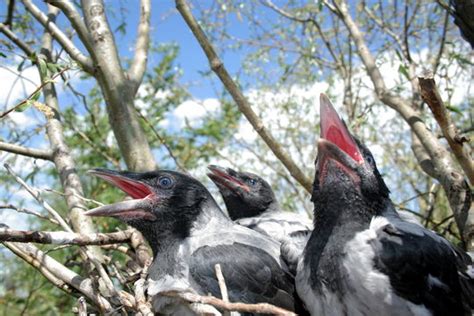 Crows-Nest Images – Browse 35 Stock Photos, Vectors, and Video | Adobe ...