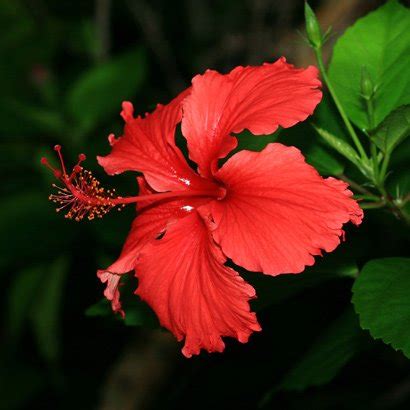 Hibiscus (Red ) - Live Plant - shrigram organics