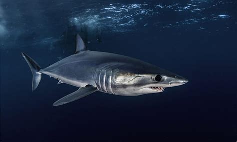 10 Sharks off Mississippi's Coast - A-Z Animals