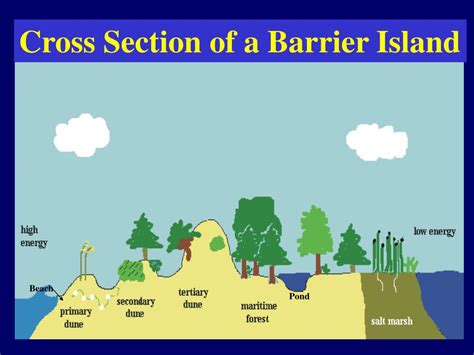 Barrier Island Diagram