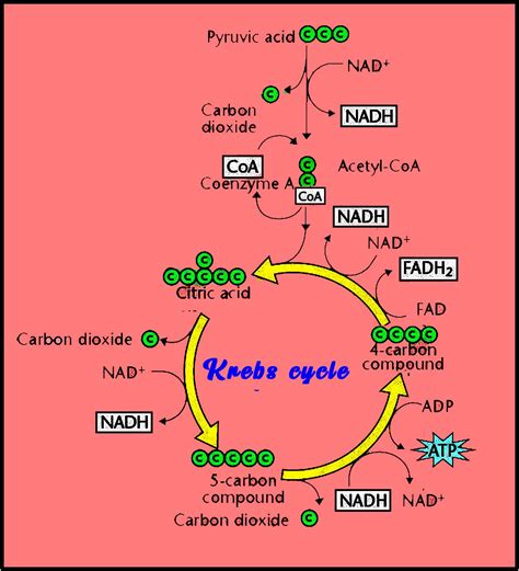 Net yield of aerobic respiration during Krebs cycle per glucose molecule is (a) 2 ATP molecules ...
