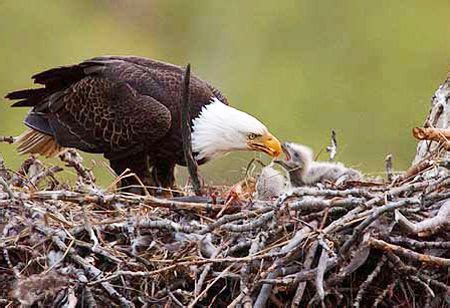 Bald eagle feeding chicks. Bald eagles are often spotted on Lake Blue Ridge. Alaskan Wildlife ...