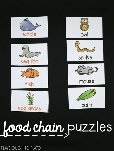 Food Chain Worksheet 1st Grade