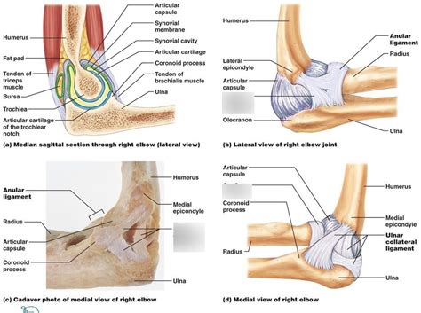 Elbow Joint Ligaments