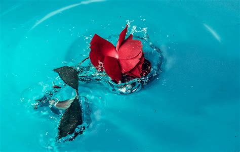 Rose in Water · Free Stock Photo