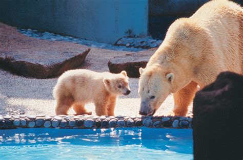 Singapore Zoo staff pay tribute to polar bear Inuka, News - AsiaOne