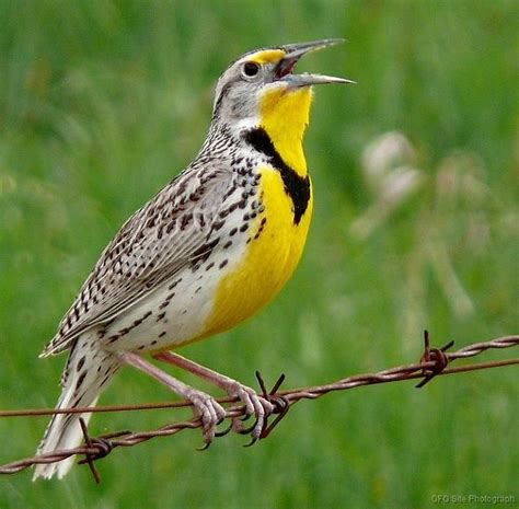 MW_WesternMeadowlark2 Beautiful Songs, Beautiful Birds, Animals And ...